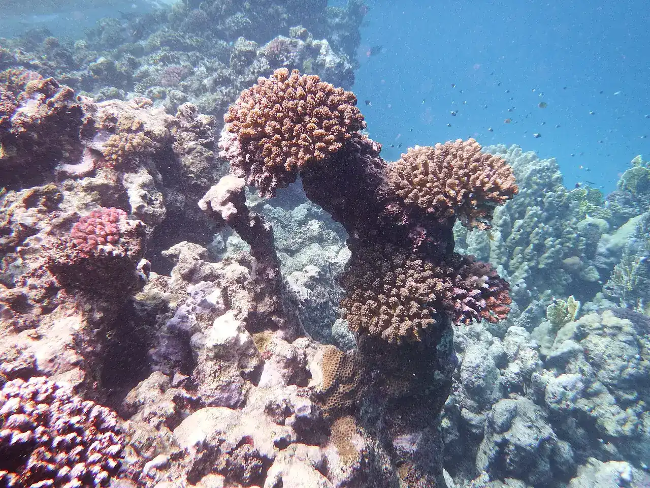 Coral reef in the Red Sea near Marsa Alam