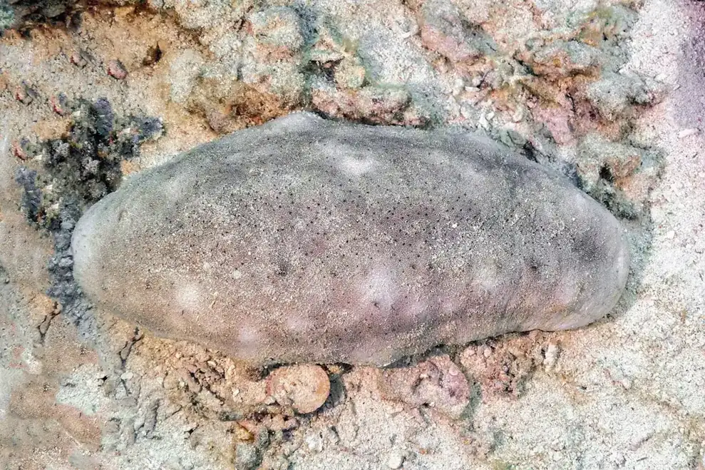 A sea cucumber photographed on the reef at Ras Mohammed
