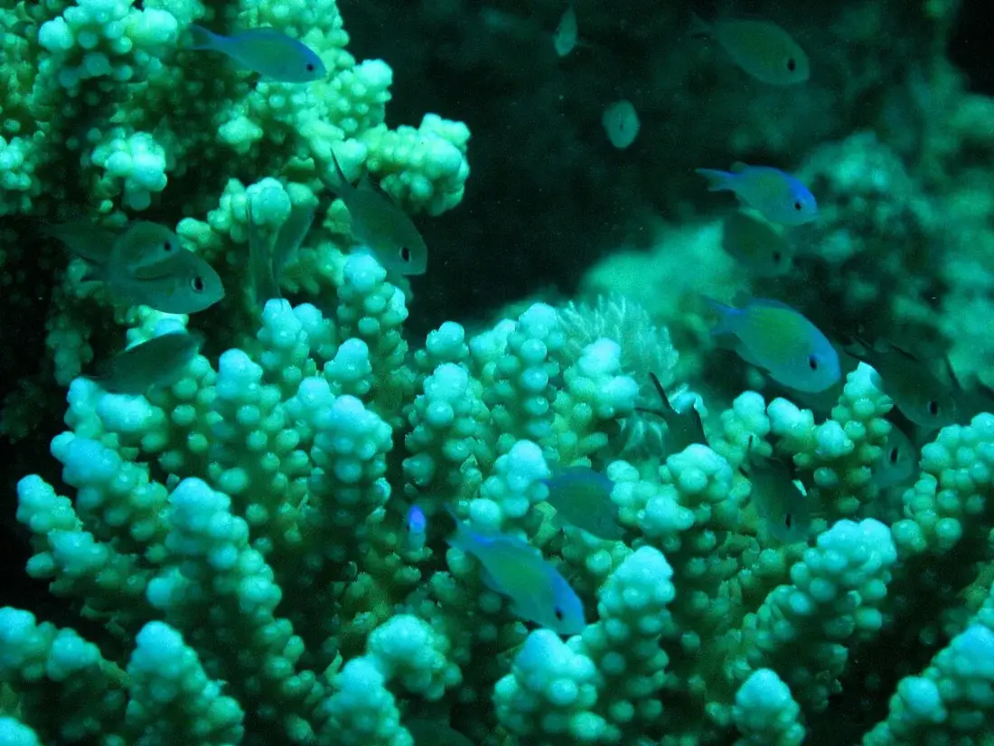 Coral reef in the Red Sea near Marsa Alam