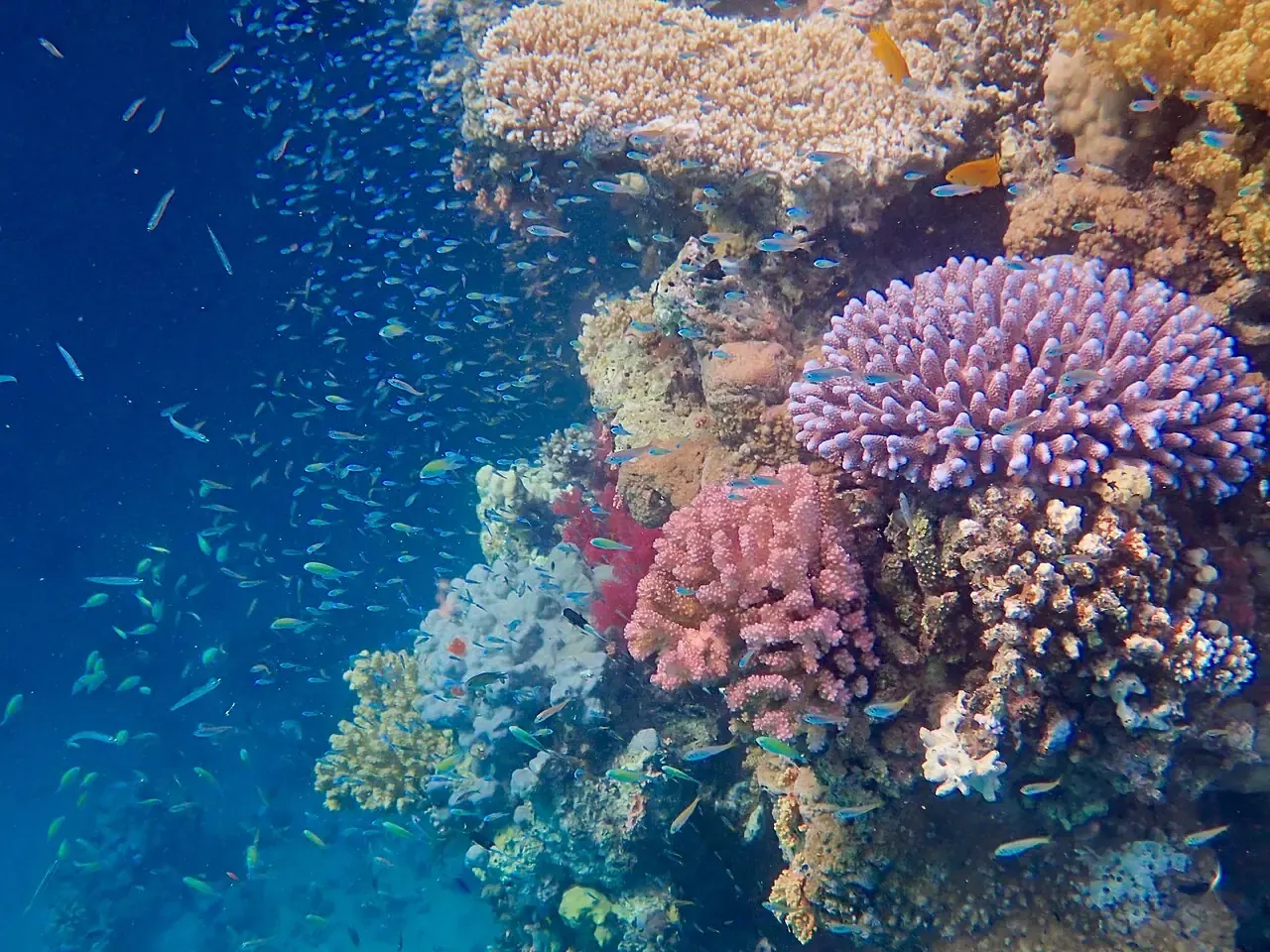 Coral reef in the Red Sea near Marsa Alam