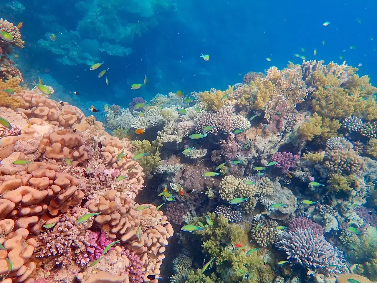 Coral reef in the Red Sea near Marsa Alam