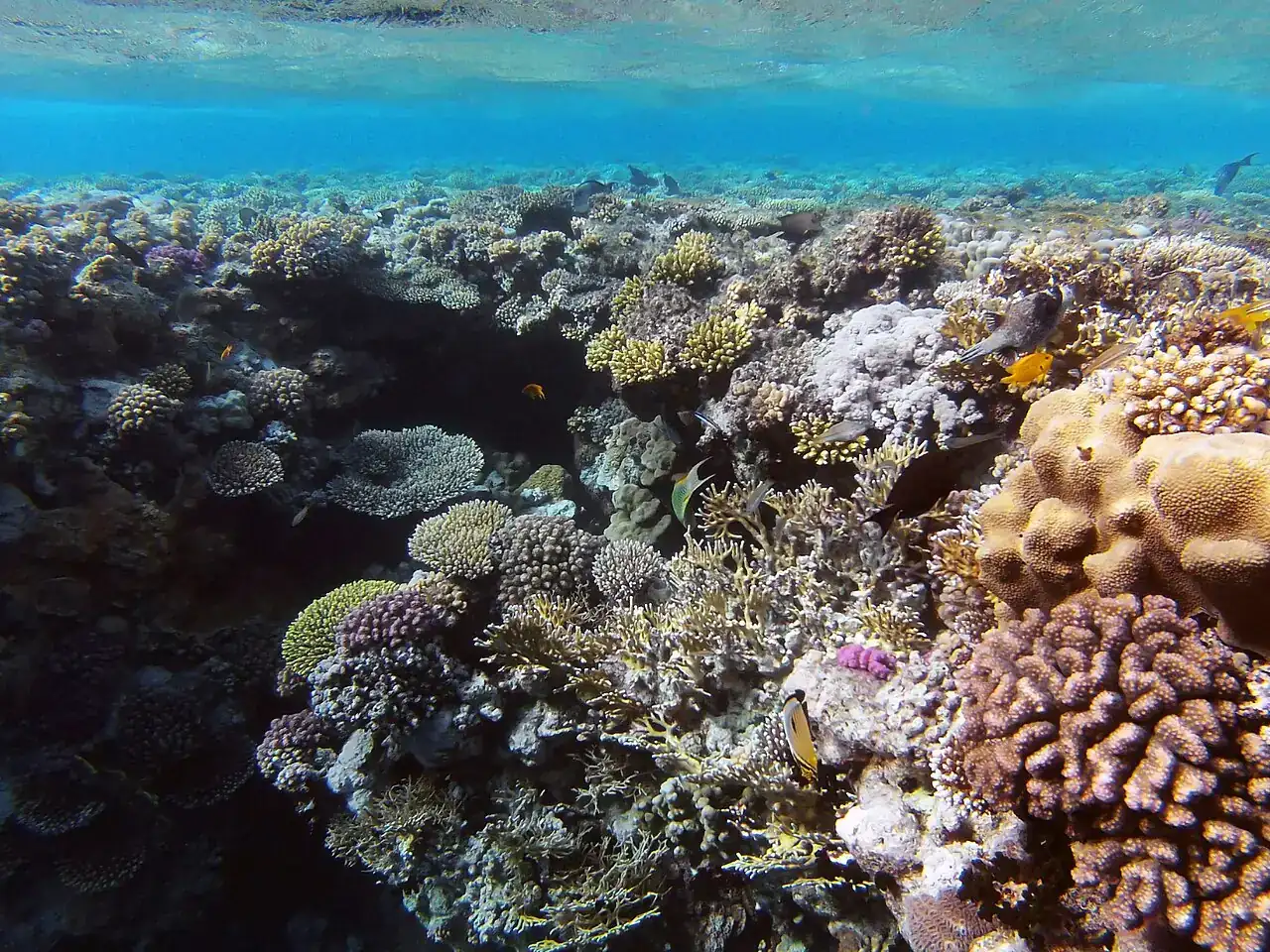 Marine landscape at Ras Mohammed